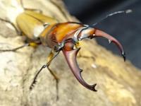 【WF1】スキュテラリスホソアカクワガタ幼虫　3頭セット