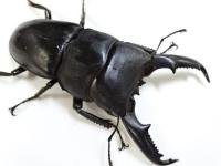 【WF1】ミンダナオオオヒラタクワガタ幼虫　3頭セット