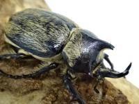【WF1】テルシテスヒメゾウカブト(ケブカヒメゾウカブト)幼虫　3頭セット