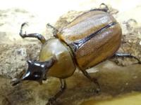 ゴロファクラビゲール幼虫　3頭セット