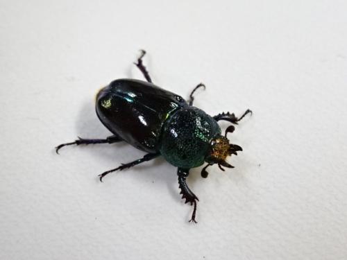 K ミカルドキンイロクワガタ ペア 7/6(土) or 7(日) 発送 翌日着地域限定　キンイロクワガタ ミカルドキンイロ ミカルド