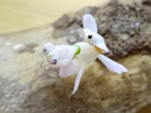 くわかぶプラネット / ハナカマキリ単品
