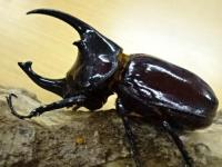 【WF1】ケンタウルスオオカブト幼虫　3頭セット