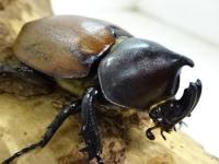 【WF1】フンボルトヒナカブト幼虫　3頭セット