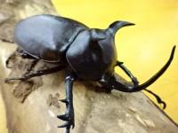 【WF1】シャムゴホンヅノカブト(タイゴホンヅノカブト)幼虫　3頭セット