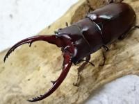 【WF1】アスタコイデスノコギリクワガタ(fraternus)幼虫　3頭セット