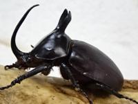 【WF1】ビルマニクスゴホンヅノカブト幼虫