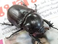 【WF1】ビルマニクスゴホンヅノカブト幼虫　3頭セット