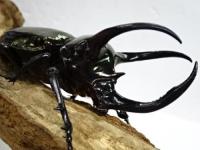 【WF1】インドアトラス(マンテツ)幼虫　3頭セット