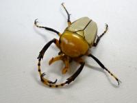 【WF1】ミヤシタウスイロカナブン幼虫　5頭セット