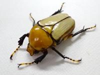 【WF1】ミヤシタウスイロカナブン幼虫　3頭セット