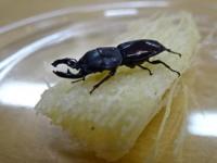 【WF1】オノレクワガタ(ムナビロクワガタ)幼虫　3頭セット
