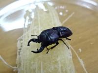 【WF1】オノレクワガタ(ムナビロクワガタ)幼虫　3頭セット