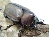 マルガリータヒナカブト(オオカラカネヒナカブト)幼虫　3頭セット