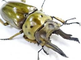【WF1】ババオウゴンオニクワガタ幼虫　4頭セット
