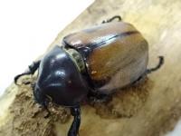 【WF1】フンボルトヒナカブト幼虫　3頭セット