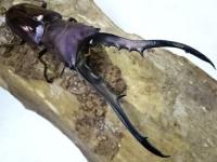 メタリフェルホソアカクワガタ(パープル)幼虫