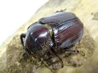【WF1】ビロバヒロヅノカブト(ビロバクリイロサイカブト)幼虫　3頭セット