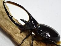 ネプチューンオオカブト幼虫　3頭セット