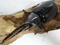 ネプチューンオオカブト幼虫　3頭セット